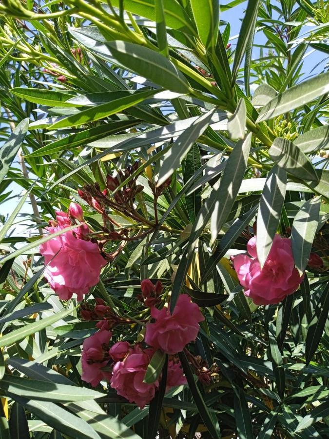ל'אמפולה Finca El Gaudi, Casita Catharina מראה חיצוני תמונה